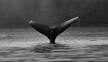 Black whale tail in the water